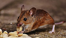 24 Hour & Emergency Exterminators in New Harmony, UT
